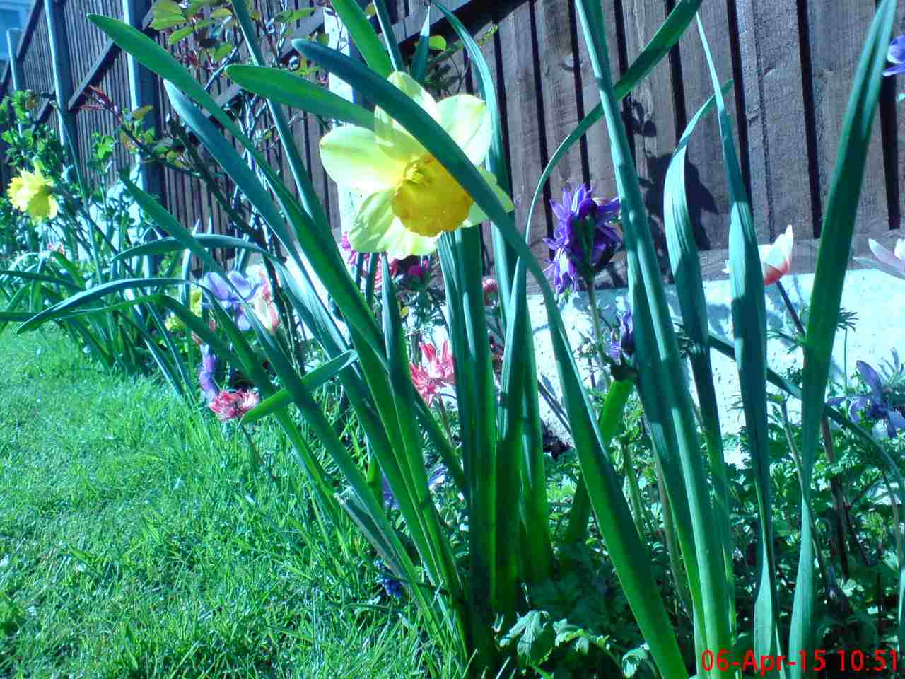ImagesGarden/2015-04 Daffodils 3.jpg